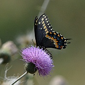 Black Swallowtail Butterfly, Brownsville, Texas